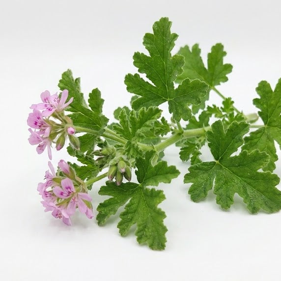 Green lrose geranium eaves with pink flowers on a white background